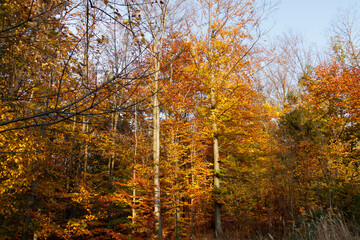Brzozy w jesiennym lesie © Gyurkowich