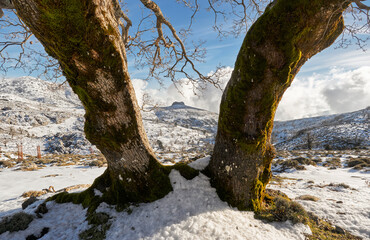 Double trunk of an old oak tree (Quercus faginea) in the Sierra de las Nieves National Park in...
