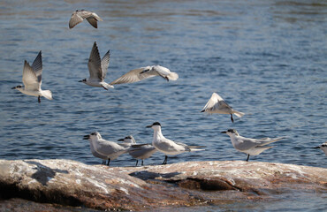 Gull-billed terns on the river Nile in Aswan 
