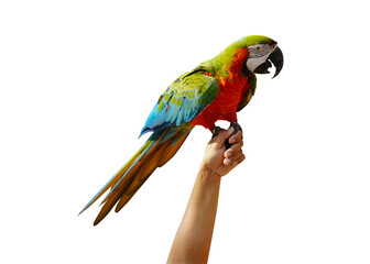 harlequin macaw ,hybrid macaw on hand isolated on white background. This has clipping path.