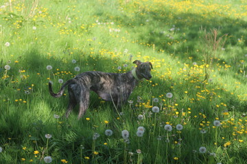 Dog in summer meadow