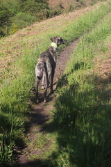 Dog on hike