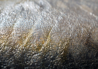 Close-up of mackerels fish skin and skin mackerels details