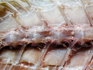Close-up of mackerels fish bone and macro bone mackerels details