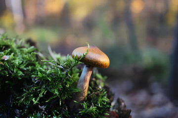 mushroom in the forest