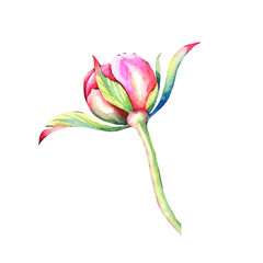 A pink peony bud with beautiful green leaves. A flower on a white background.