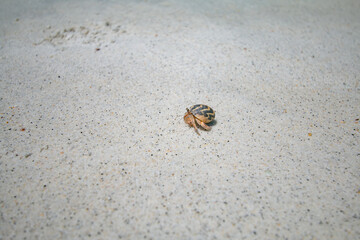 Sichuan crab on white sand