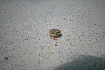 Sichuan crab on white sand