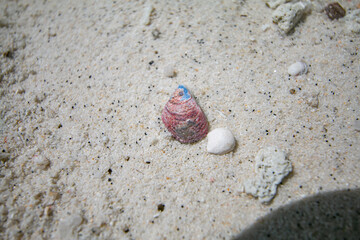 Beautiful seashells created by nature