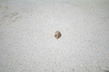 Sichuan crab on white sand