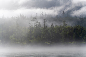 Western cedar trees and pine trees in the mist, Telegraph Cove, Vancouver Island, Canada. © SL-Photography