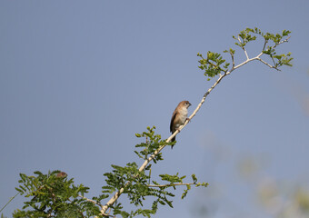 Obraz premium Indian silverbill bird on a branch