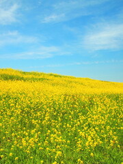 Fototapeta premium 春の菜の花咲く江戸川土手風景