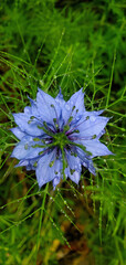 Gros plan d'une magnifique fleur bleu  © Rigel