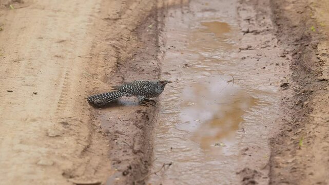 full shot of wild female asian koel or Eudynamys scolopaceus long tailed cuckoo bird drinking water or quenching thirst on trail in safari ranthambore national park tiger reserve rajasthan india