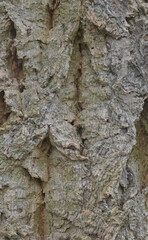 Beautiful close-up of the bark of quercus acutissima