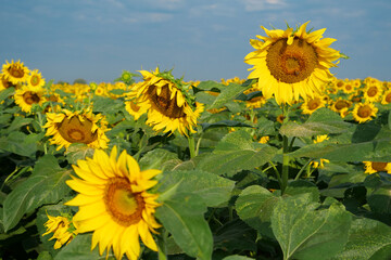 Beautiful sunflower in field of sunflowers. Bees sits on sunflower