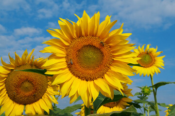 On the field of sunflowers little working bees sits on the sunflower