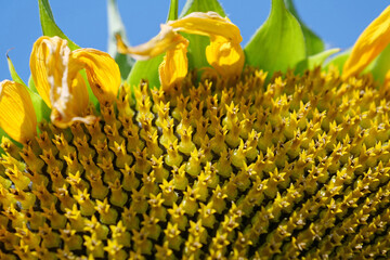 Fibonacci golden ratio in nature and sunflower seeds. Golden ratio in sunflowers