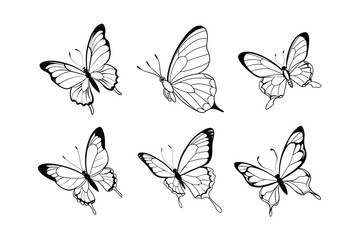Butterfly design, labeled line art vector illustration. 