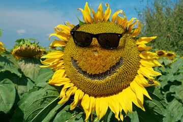 Sunflower in black sunglasses smiles and sways. Yellow sunflower looks like sun