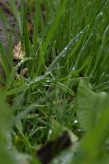 dew drops on the grass