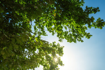 A tree with green leaves and a blue sky