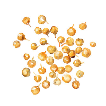 recommend clip art: A watercolor vector of a set of Mustard seeds, isolated on a white background. Mustard seeds vector.
