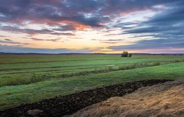 Fototapeta premium A field of grass with a tree in the middle