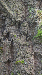 Beautiful details of the bark of quercus montana