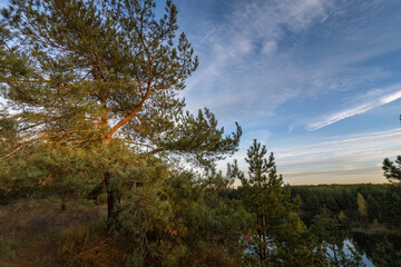 A tree with green leaves and a blue sky in the background