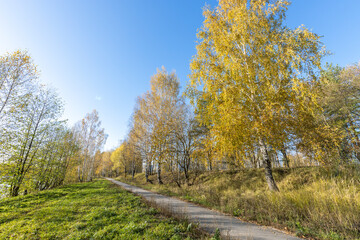 Fototapeta premium A path runs through a forest with trees that are yellow and brown