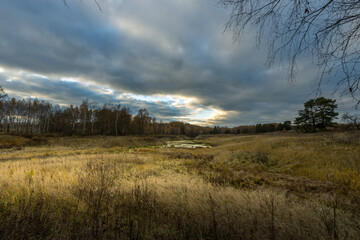Obraz premium A field of tall grass with a cloudy sky in the background