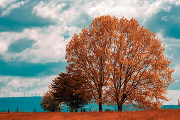 tree in autumn