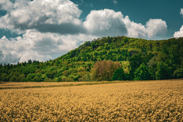 mountain full of vegetation