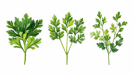 Botanical Watercolor Illustration of Three Parsley Sprigs, Showing Varied Leaf Structures and Vibrant Green Hues on a White Background