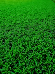 Lush, velvety green grass covering a pristine golf course, sunlight