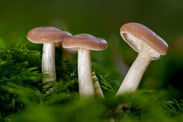 Eine kleine Pilzgruppe mit braunen Kappen