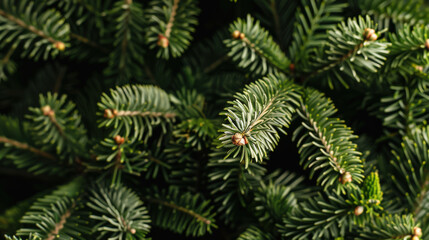 christmas tree branches 