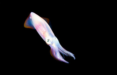 Un calmar qui nage la nuit