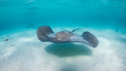 Une raie pastenague qui nage sous la surface