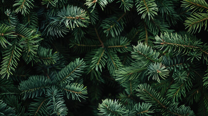 christmas tree branches 