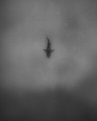 Un requin bouledogue vu de dessus