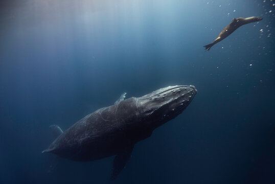 Une baleine et une otarie qui nagent