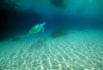 Fototapeta premium a sea turtle swimming on a reef on an island in venezuela