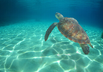 a sea turtle swimming on a reef on an island in venezuela