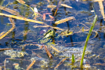 Toads, frogs mate in a pond, river, lake. Mating season for frogs. The sun's rays illuminate beautifully. Amphibian.