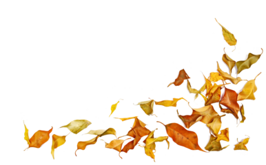 Frame yellow fallen autumn dry leaves ficus benjamina isolated on white background, with clipping path