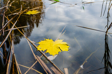 golden autumn leaf floating on calm water.