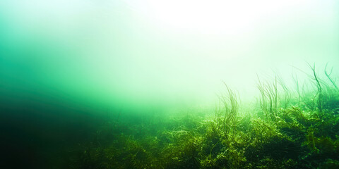 Obraz premium A green field of grass with a foggy sky in the background